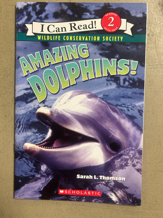 Amazing Dolphins!